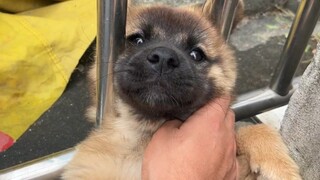The Sheniu puppy has been spoiled and has become picky about food. He must be spanked hard!