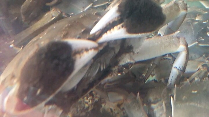 ปูโง่ๆ นี่กำลังทำอะไรอยู่นะ?