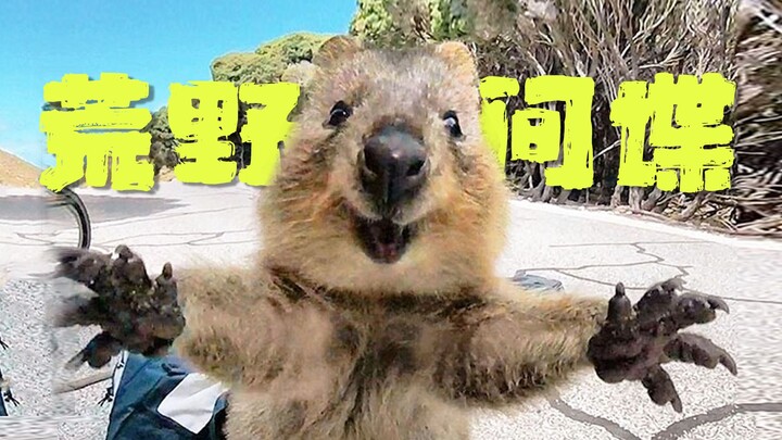 [Little Hero] The baby kangaroo actually poops in its mom’s pouch? Super-cute baby animals compilati