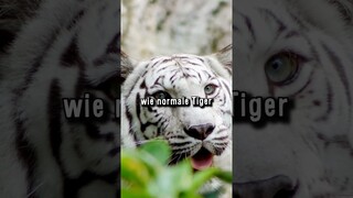 Tiger Mit Down Syndrom?? NEIN