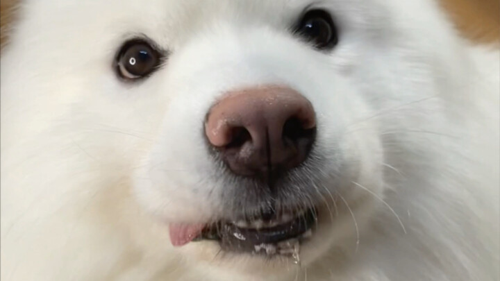 Cún con mà chóp chép miệng khi ăn thì sẽ bị bắt đi đấy!