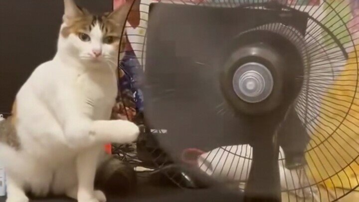 Konsekuensi dari kelakuan penasaran si kucing… benar-benar karena rasa ingin tahu yang bikin kucing 