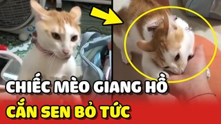 Chú mèo có CỐT GIANG HỒ quá TỨC SEN phải cắn được để đỡ tức 😂 | Yêu Lu