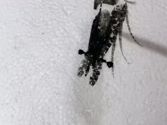 Qi Baishi’s Shrimp