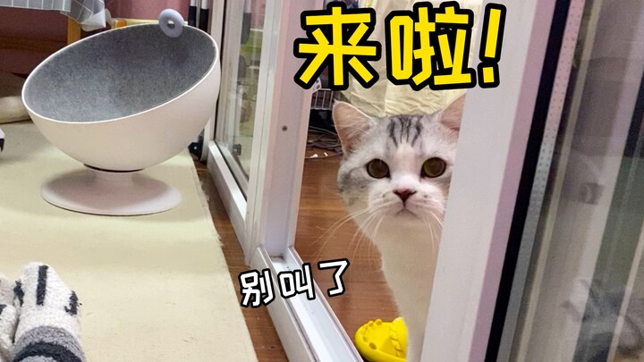 Hóa rồi! Có một chú chó mèo luôn sẵn sàng xuất hiện bất cứ khi nào gọi, hạnh phúc quá đi thôi!