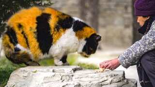 The old woman fed those deserted cats for more than ten years