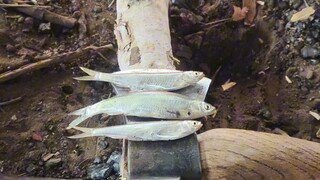 Fish Fries