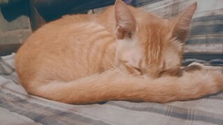 Kesayangan😸🥰