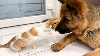 Anak kucing itu mencoba meninju dada Gembala Jerman dengan Meow Punch