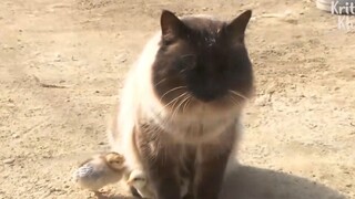 Kamu pernah melihat anjing gembala, tapi pernahkah kamu melihat kucing yang bisa menjaga ayam?