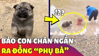 Khi bé Cún muốn 'PHỤ BÀ BẮT ỐC' nhưng vì chân quá ngắn không thể XUỐNG AO 😅 Gâu Đần