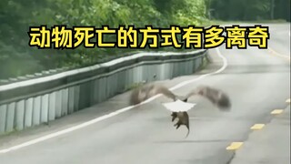 Animal Strangely Died Identification 71