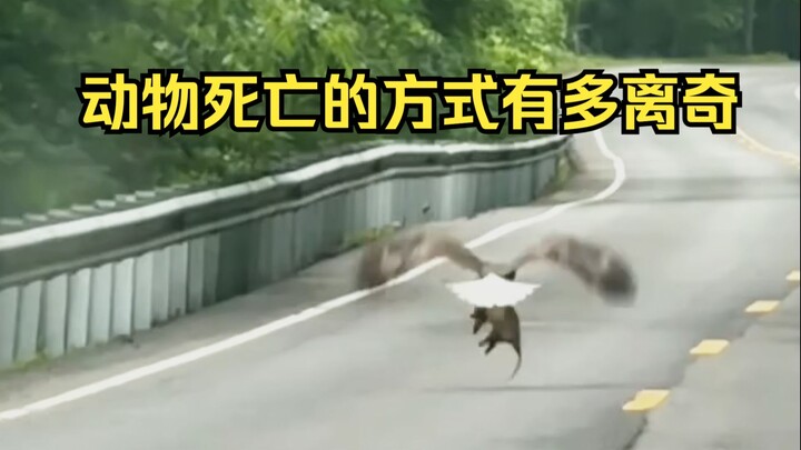 تحديد أسباب الوفاة الغريبة للحيوانات 71