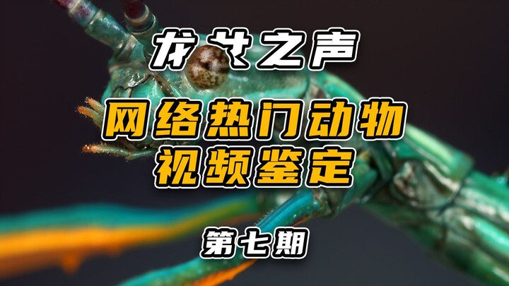 การตรวจสอบวิดีโอดังบนอินเทอร์เน็ตเกี่ยวกับสัตว์ (ตอนที่ 7)