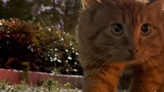 这猫骂得好脏啊