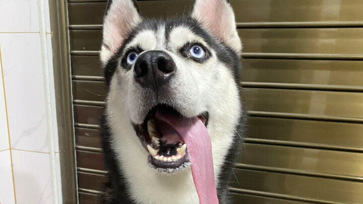 Husky akun kedua Timi sudah datang~ Saat pertama kali memberinya daging, ia sangat berhati-hati agar