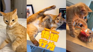 بعض سلوكيات القطط البرتقالية 🐈