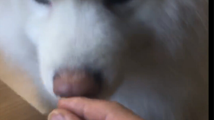 Chó: Ăn một mình chán quá! Cậu làm cái việc của người đi chứ!