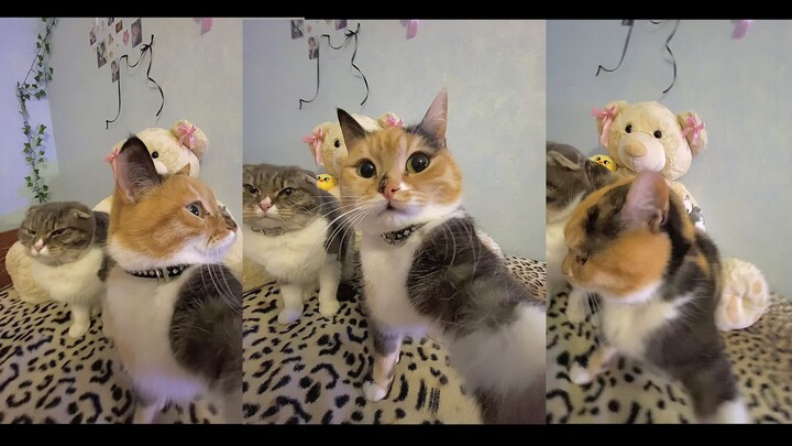 Miao-mi’s Selfie Diary: A Duo Cat Selfie 📷