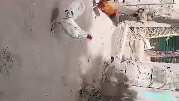 sarasa vs gold mga tinola lines! lang po:)