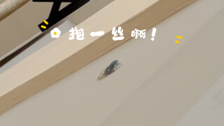 Human: You have cat disease! Cicada: Hold on, hold on.