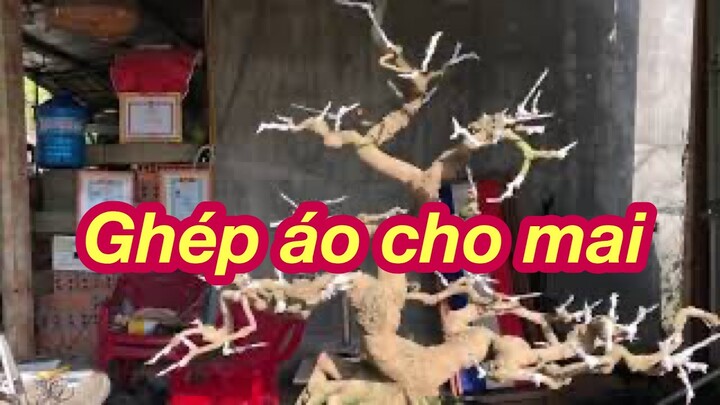 GHÉP ÁO CHO CÂY MAI THÀNH PHẨM - VÀ MỘT SỐ CHÚ Ý