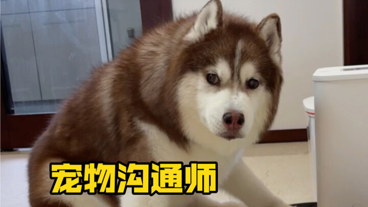 “จ่ายสี่ร้อยเพื่อฟังลูกสุนัขพูดไร้สาระ ท้ายที่สุดกลับทำให้ฉันทนไม่ไหวจนร้องไห้ออกมา…”