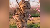 Kucing Tiongkok Li Hua yang Imut