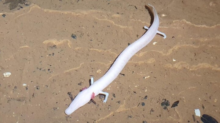 How many times have I said it? When drawing a dragon, you must add the eyes! The eyes!! The eyes, ma