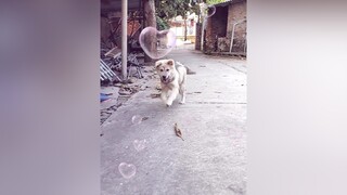 Ham ăn rồi mải chơi lắm...cunyeucuadua yeucho yeuchomeo cún cúncon chó chómèo chócon chókhôn yeuchomeo chócute pet dog dogsoftiktok