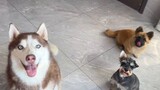 ลูกสุนัข Sheniu สุ่มหยิบอาหารแล้วกินเข้าไป หากสุนัขหูใหญ่สองสามตัวลงไปบนนั้น มันจะซื่อสัตย์ในทันที!