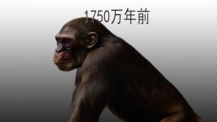 Tổ tiên chung của gà và con người