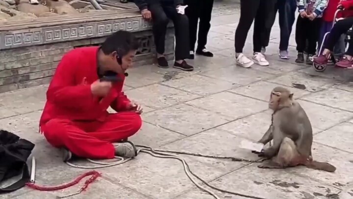 If you mess with the monkey, it might scratch you.