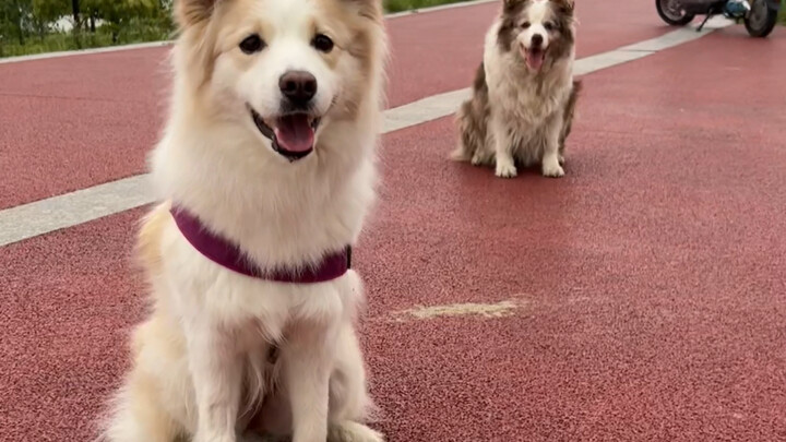 Today, I brought Bella to meet her birth mother. As expected, the bloodline still holds sway—she's f