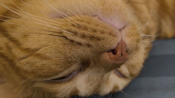 ห้ามใครกวนหนู #cat #catsofinstagram #cats#catstagram#catlover #catlovers#instacat#meow #kitten