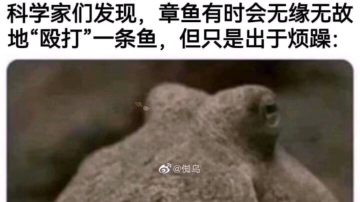 4 ảnh chế memes