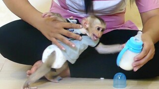 Baby monkey Maku Cry hungry milk - Him Always Angry Mom when late milk for him