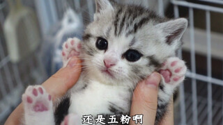 又一只小奶猫不干净了！