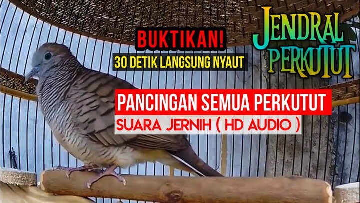 SUARA PERKUTUT LOKAL MURNI ( PALING BANYAK DI CARI ) MASTERAN PERKUTUT 2021