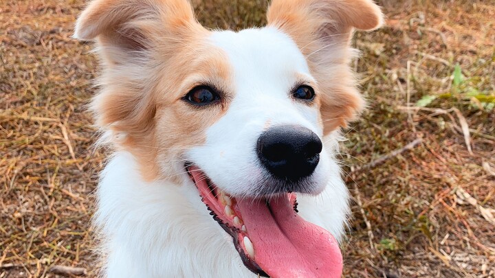 Latihan Kelincahan Border Collie di Rumah