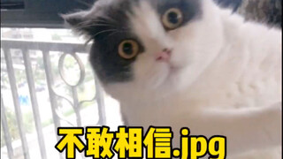 Yuanyuan: My lovebird has flown away