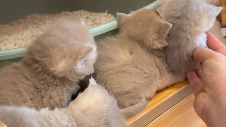 Cat stacking, yay!
