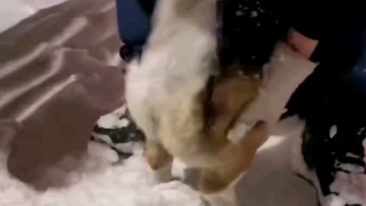 Sang Snow yang kebetulan lewat, jangan dimakan! #Lucu