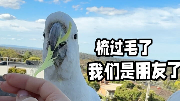 【Nhà ăn Tỏi Mầm】Quỳ: Đã lâu vậy rồi! Người rừng à, cuối cùng bạn cũng nảy mầm rồi!