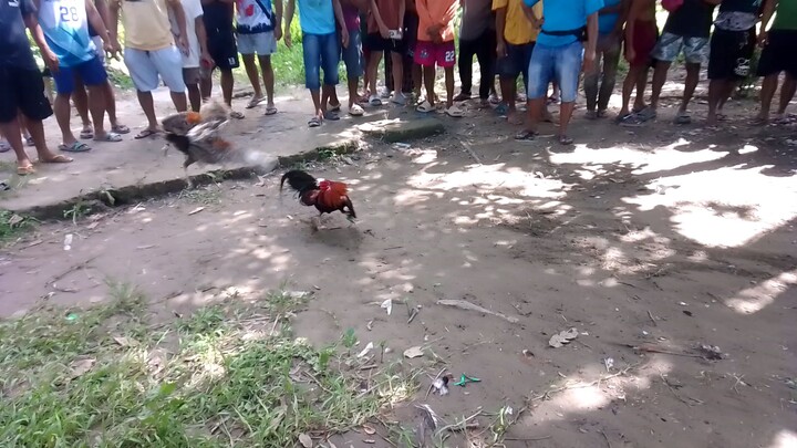 tagalogin nga mga bulik ko pero mahalaga nananalo.