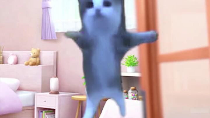 Northeasterners freeze to death in the south | Cat meme