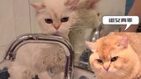 猫爸爸监督下，小猫咪完成喵生第一次洗澡！