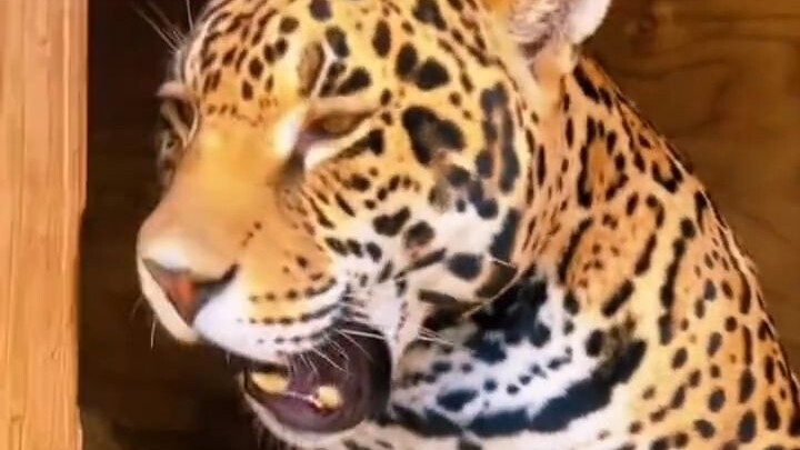 Musim panas terlalu panas, jaguar tidak ingin bergerak, begitu penjaga kebun binatang mengatakan pad