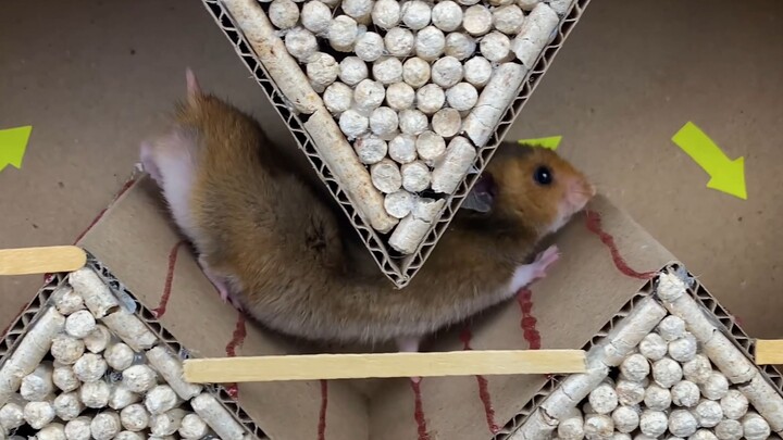 [Lucu] Hamster Berusaha Lari dari Labirin