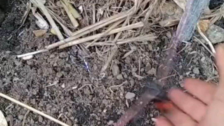 Ini adalah gim baru yang aku ciptakan sendiri, siapa mau bantu kasih nama buatnya?